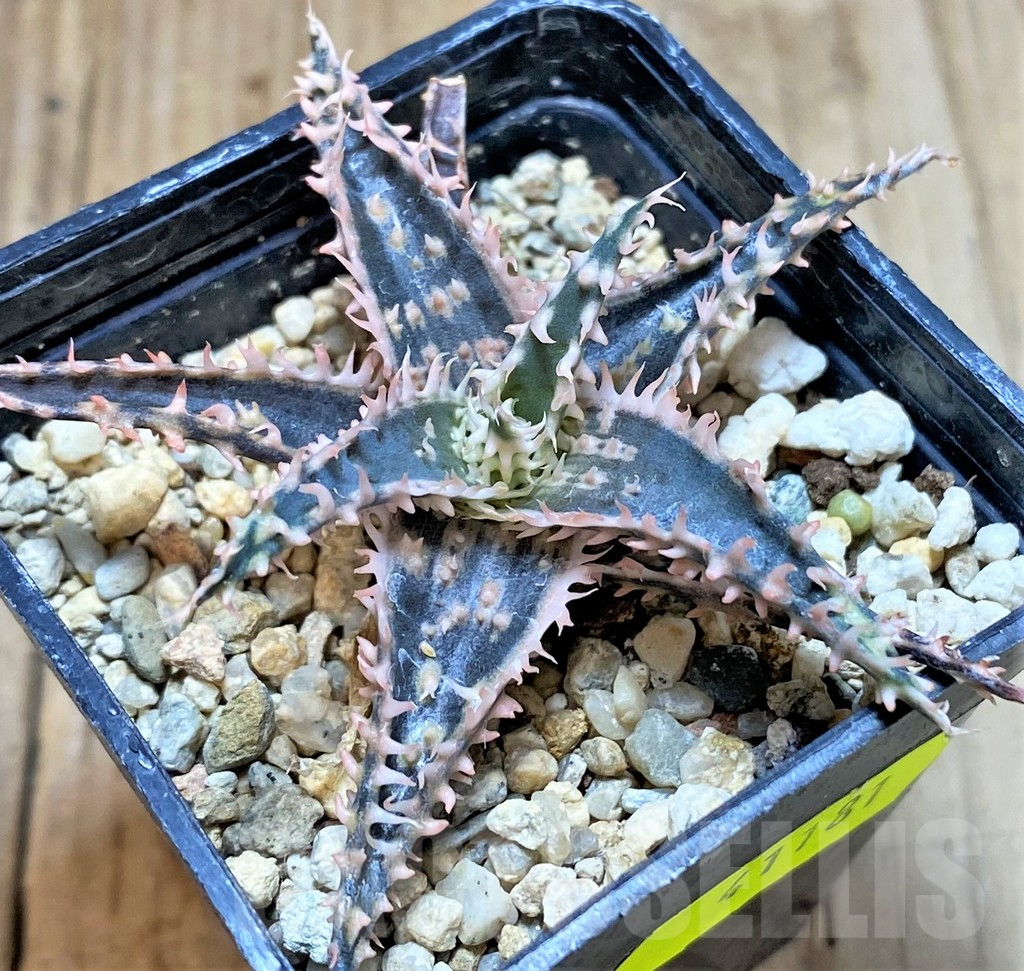 SHPR41181 Aloe TCT hybrid - Image 2