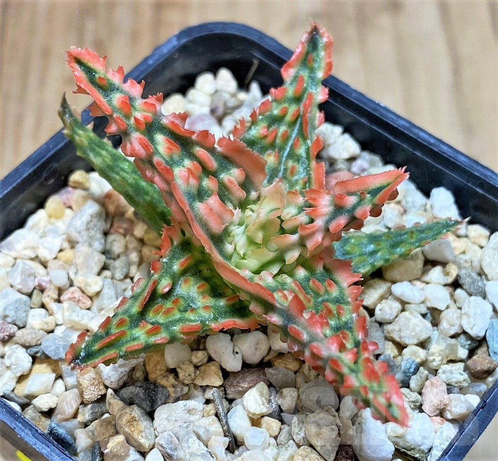 SHPR41188 Aloe TCT hybrid - Image 2