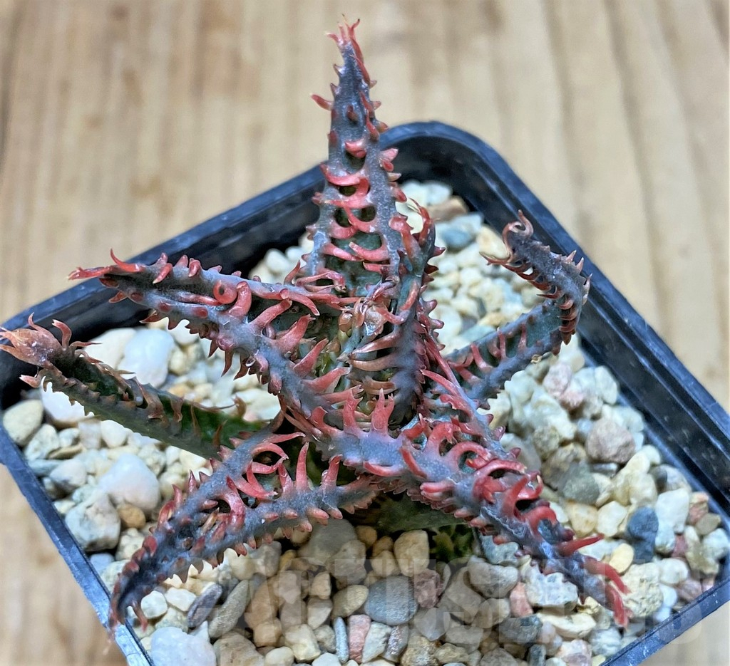 SHPR41189 Aloe TCT hybrid - Image 2