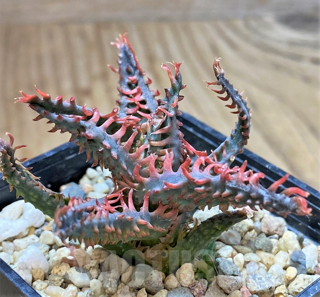 SHPR41189 Aloe TCT hybrid