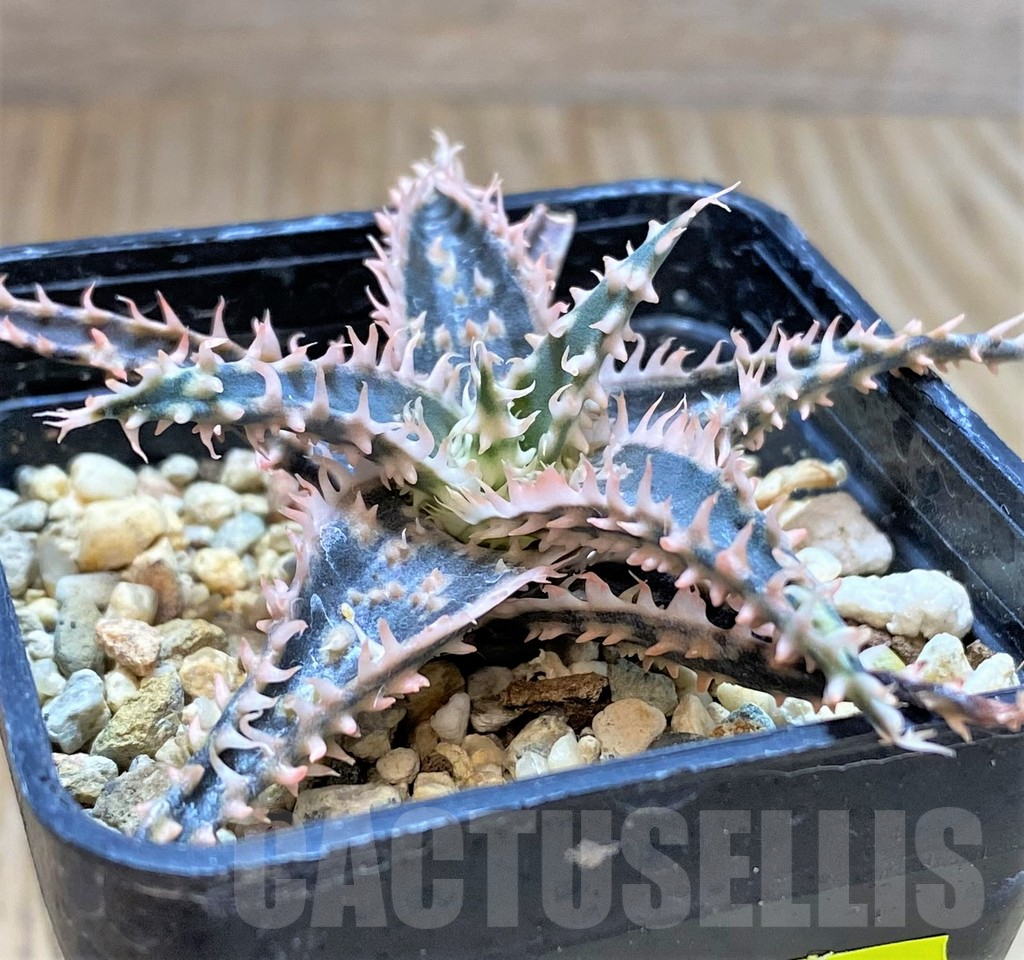 SHPR41181 Aloe TCT hybrid