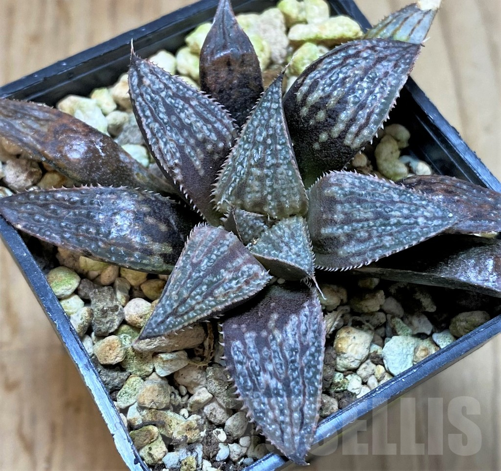 SHPR41192 Haworthia 'Bev's wonder', clon A