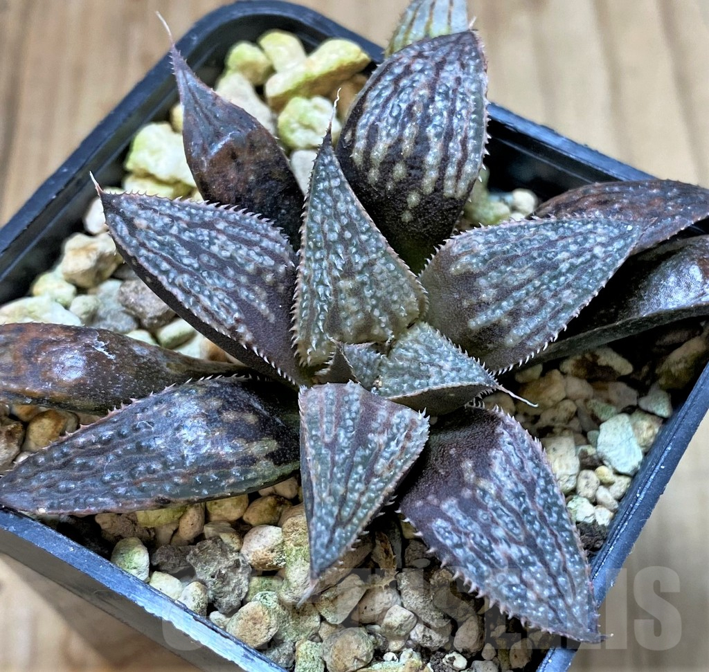 SHPR41192 Haworthia 'Bev's wonder', clon A - Image 2