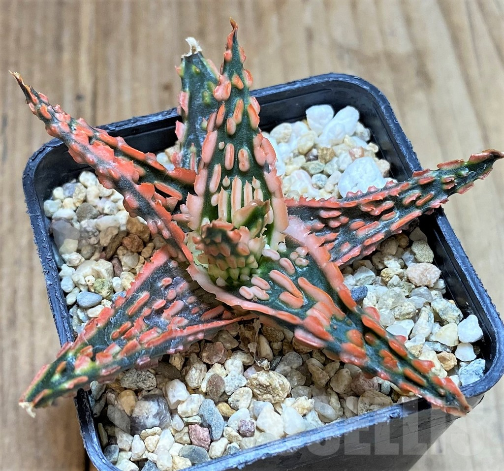 SHPR41182 Aloe TCT hybrid - Obrázek 2