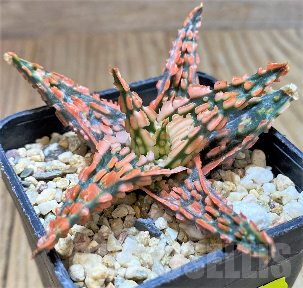 SHPR41182 Aloe TCT hybrid