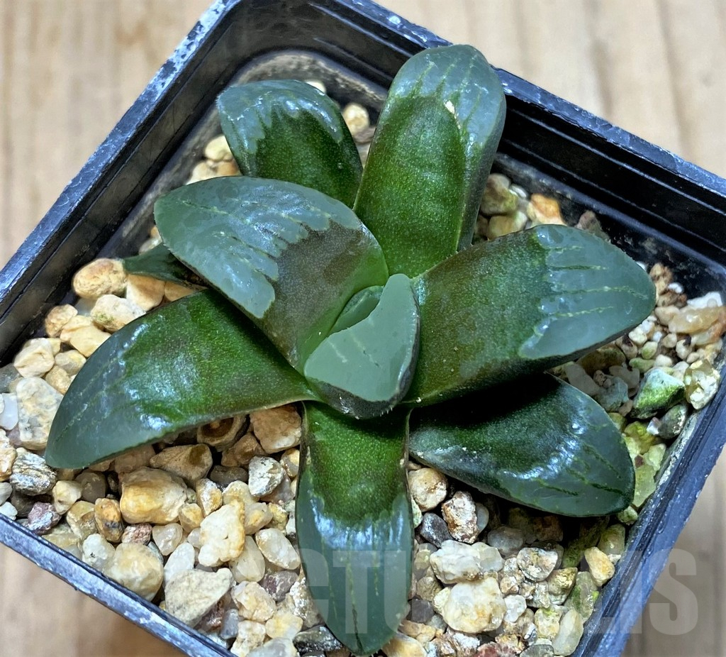 SHPR41212 Haworthia mutica hybrid - Image 2