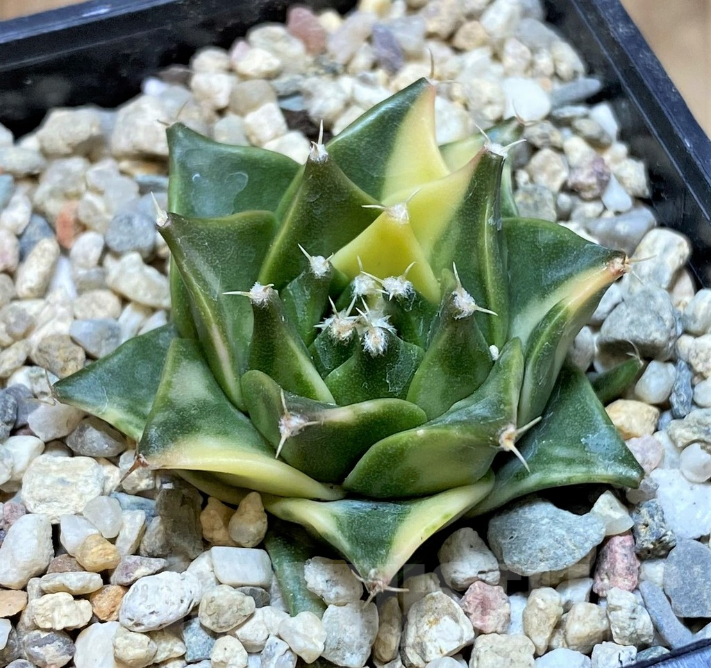 SH2410 Obregonia denegrii f. variegata