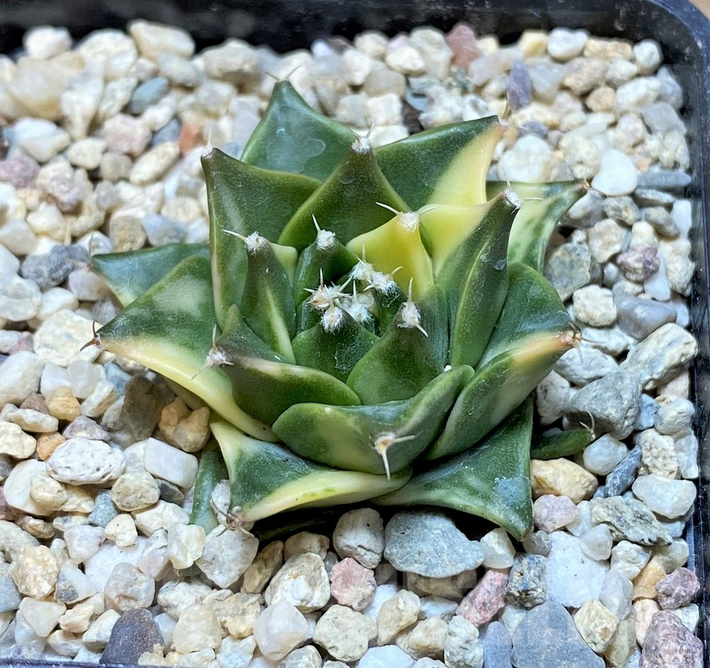 SH2410 Obregonia denegrii f. variegata - 画像 (2)