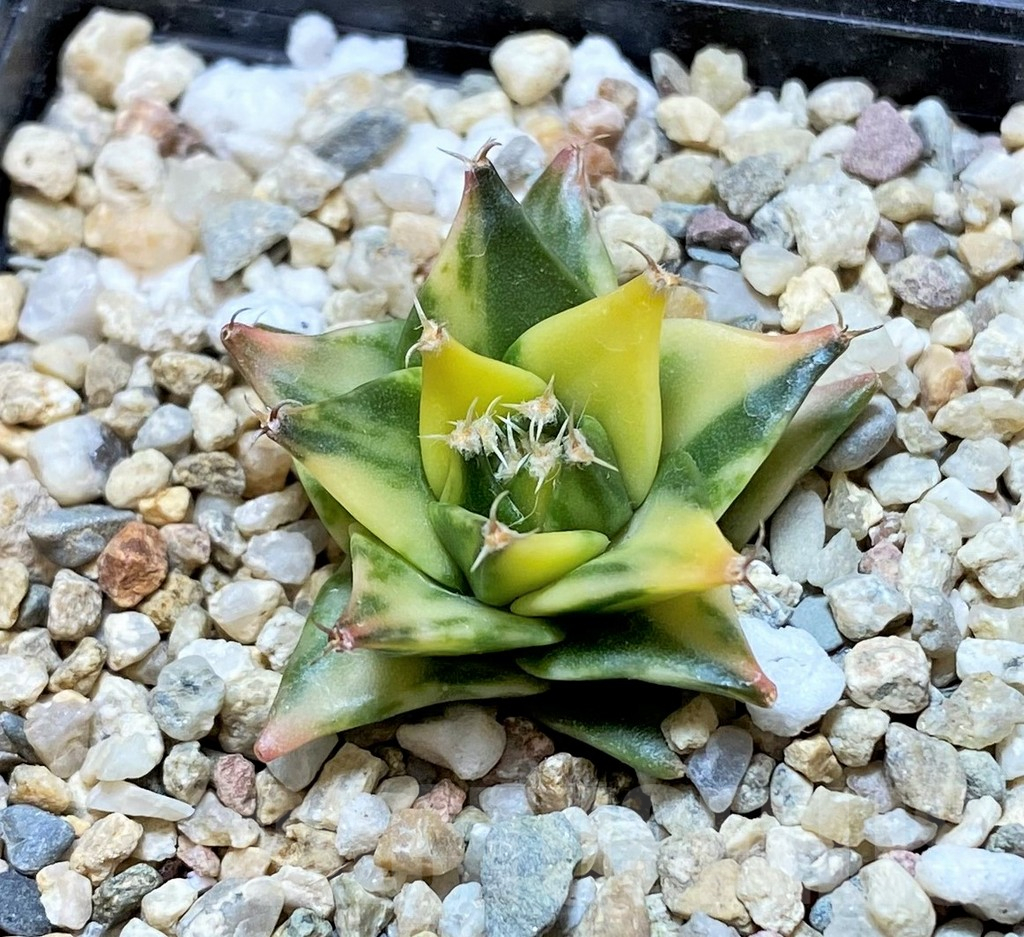 SH2411 Obregonia denegrii f. variegata - 画像 (2)