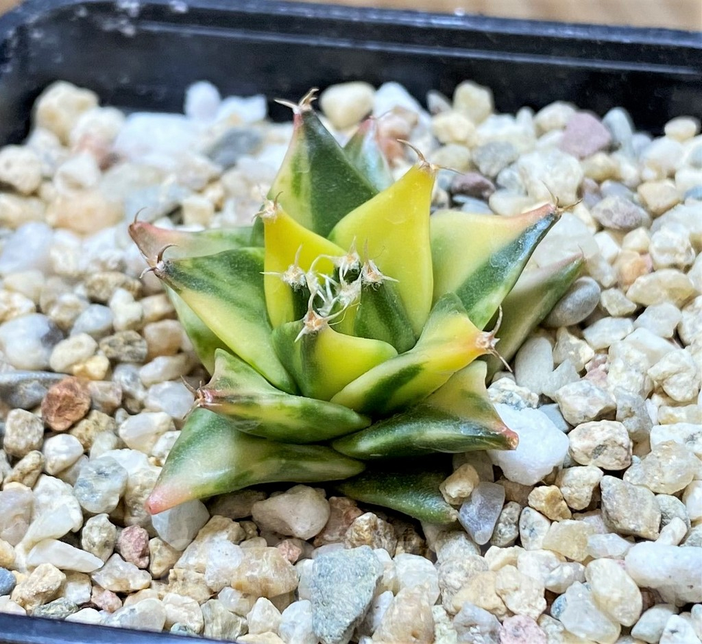 SH2411 Obregonia denegrii f. variegata