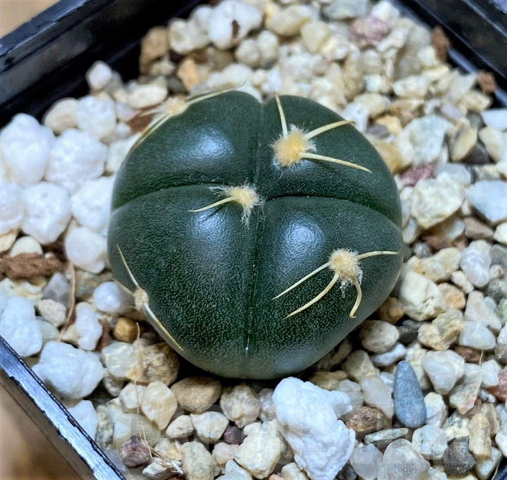 SHPR41418 Gymnocalycium denudatum VG 1703 -Brazil- - immagine 2