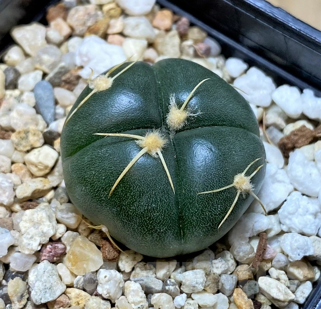 SHPR41418 Gymnocalycium denudatum VG 1703 -Brazil-