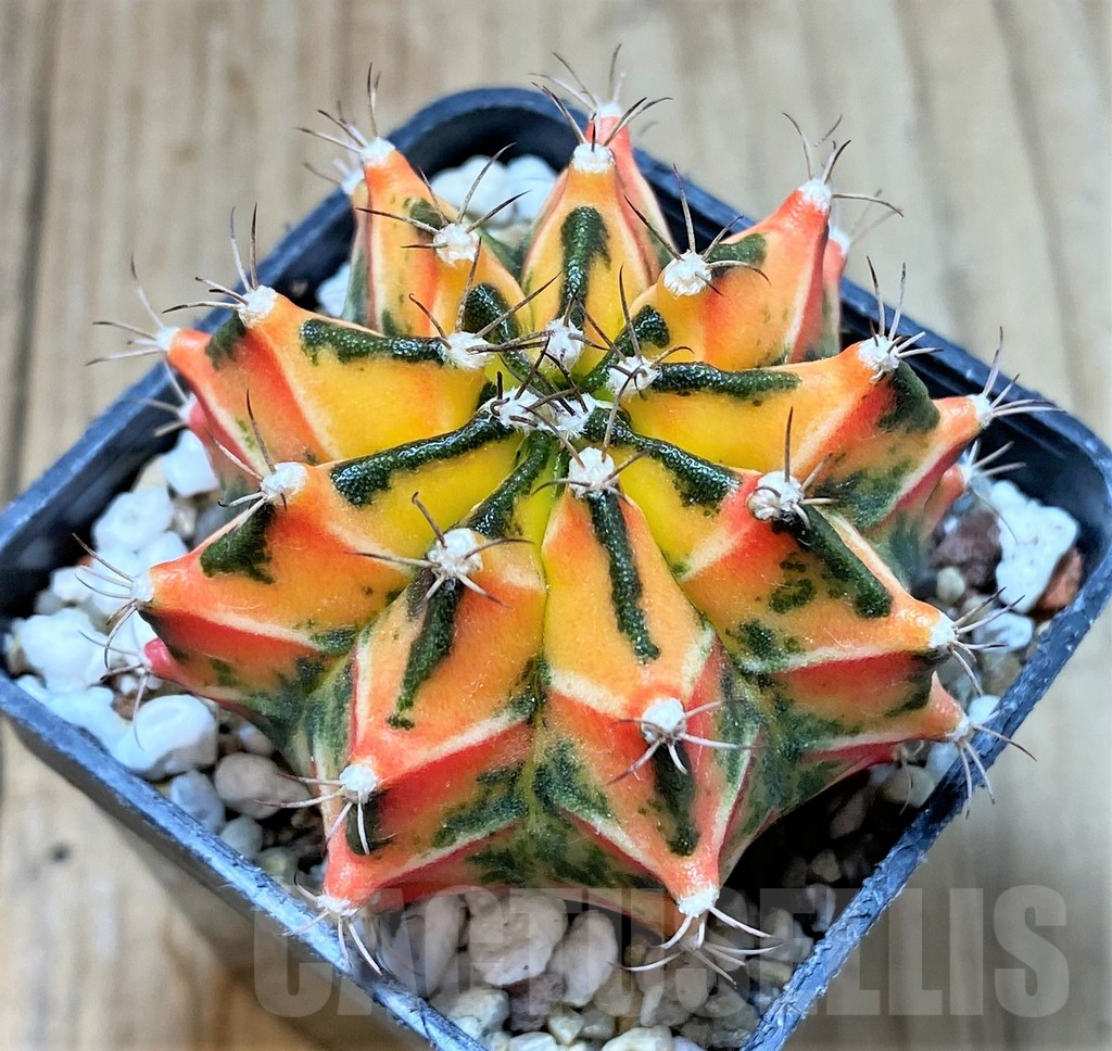 SHPR41421 Gymnocalycium mihanovichii f. variegata, ex Japan - immagine 2