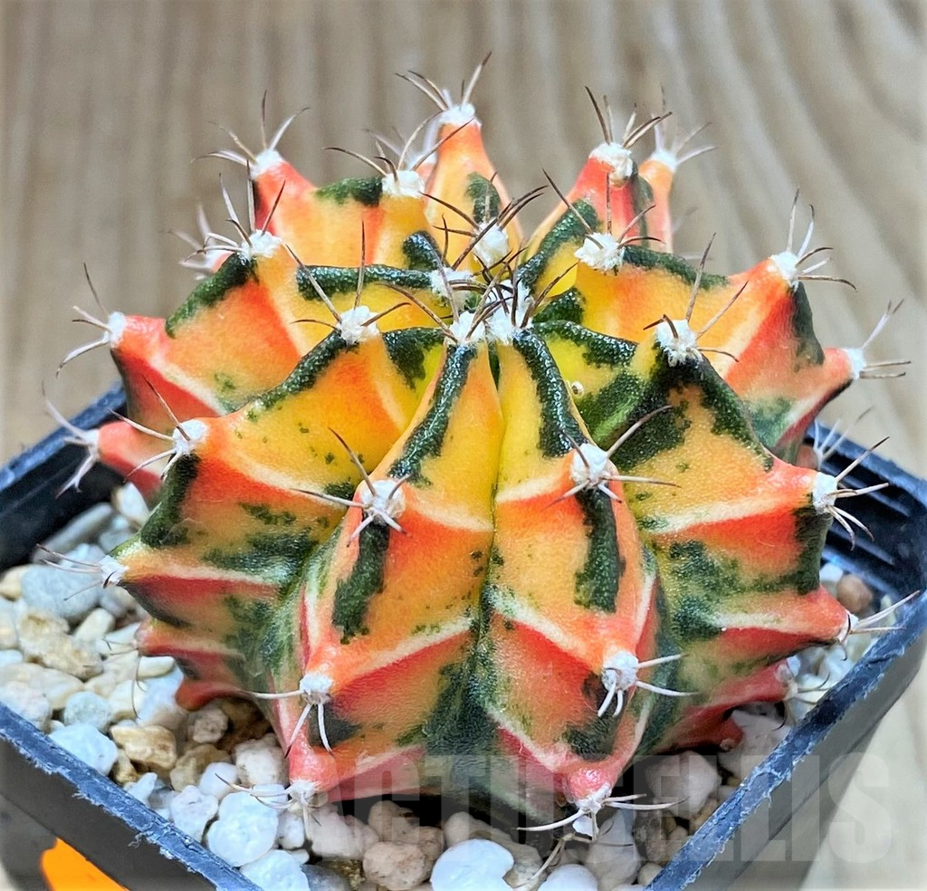 SHPR41421 Gymnocalycium mihanovichii f. variegata, ex Japan
