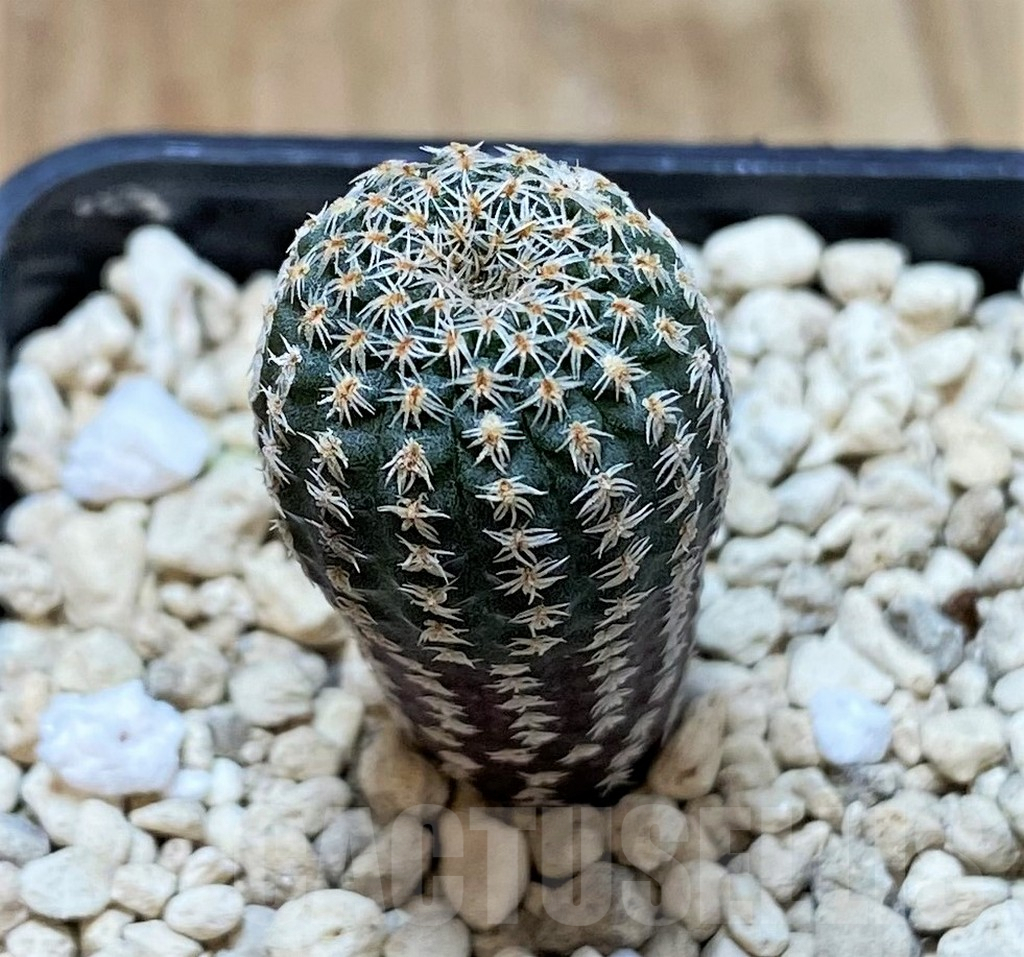 SHPR41422 Frailea pumila