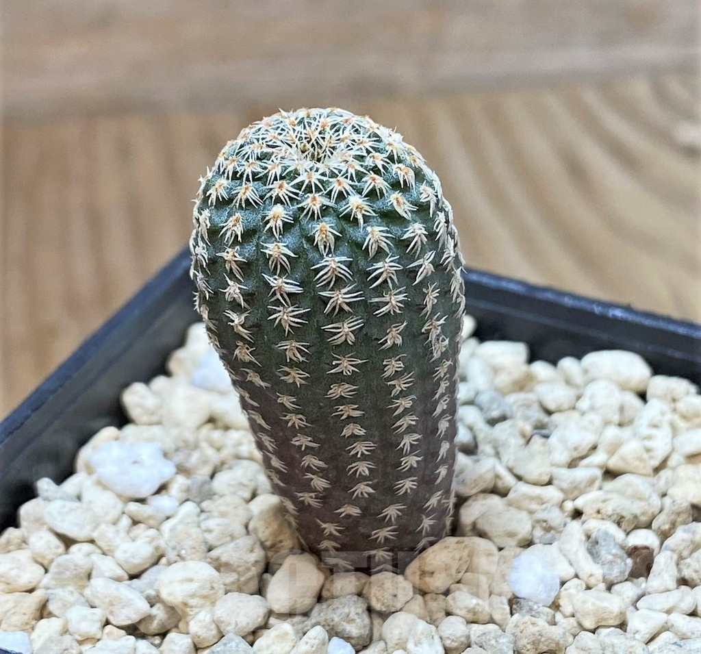 SHPR41422 Frailea pumila - Image 2