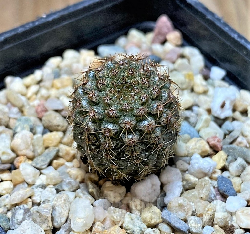 SHPR41423 Frailea chiquitana