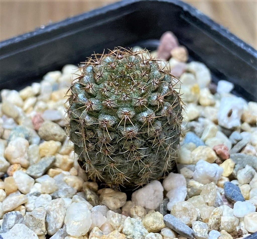 SHPR41423 Frailea chiquitana - Image 2