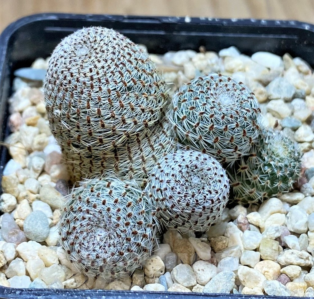 SHPR41424 Rebutia heliosa
