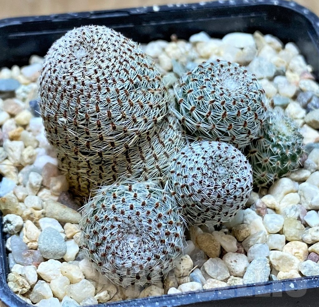 SHPR41424 Rebutia heliosa - 画像 (2)