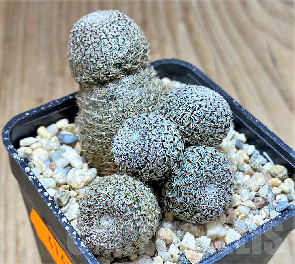 SHPR41425 Rebutia heliosa - Image 2