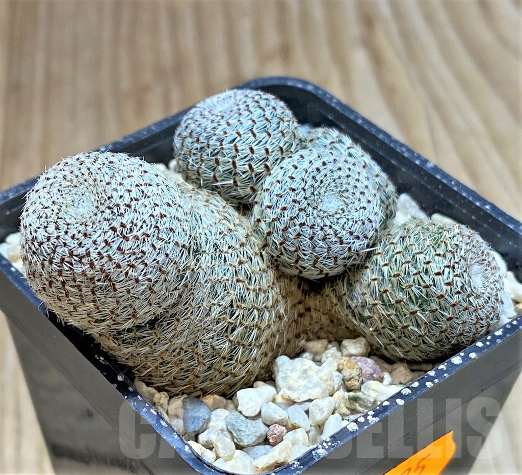 SHPR41425 Rebutia heliosa