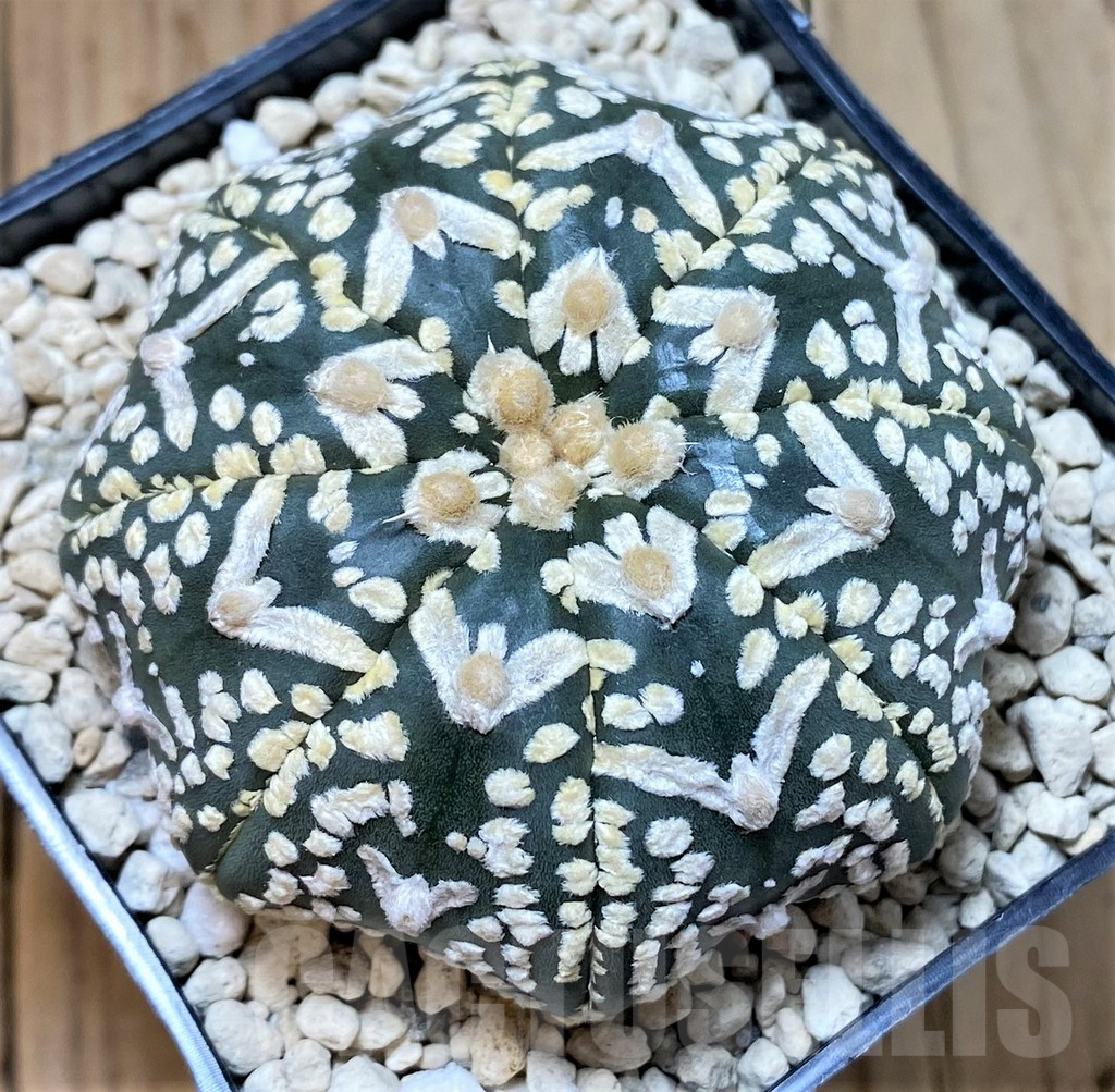 SHPR41426 Astrophytum asterias ‘Super Kabuto’ V-type f. ‘Star Shape’