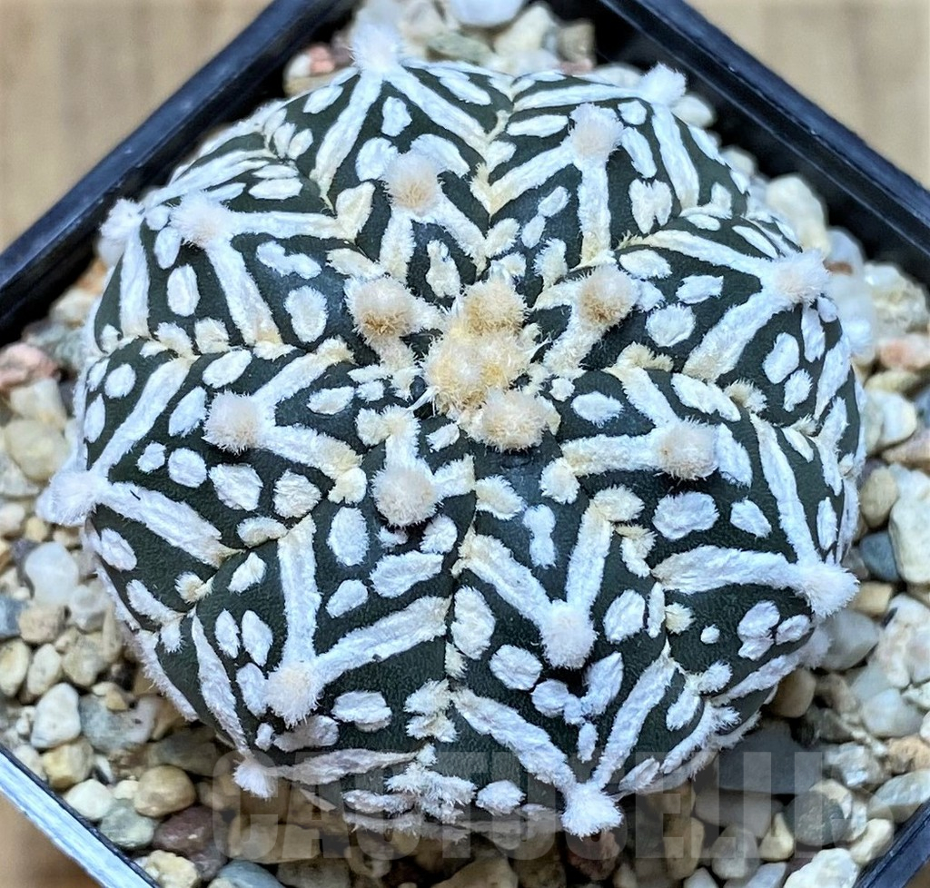 SHPR41427 Astrophytum asterias ‘Super Kabuto’ V-type