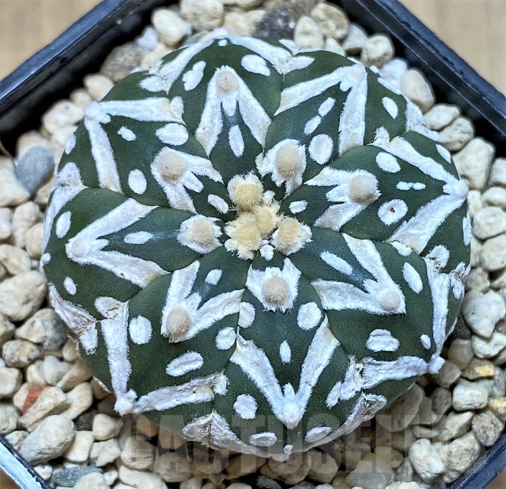 SHPR41428 Astrophytum asterias ‘Super Kabuto’ V-type f. nudum
