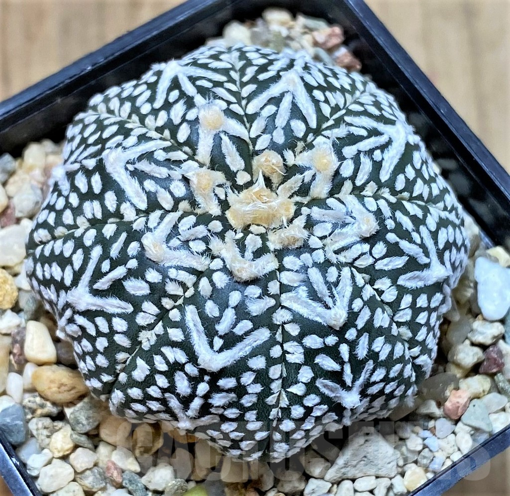SHPR41429 Astrophytum asterias ‘Super Kabuto’ V-type