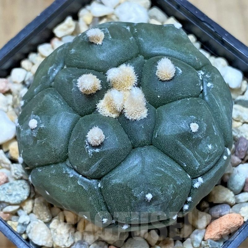 SH2415 Astrophytum asterias 'Kikko'