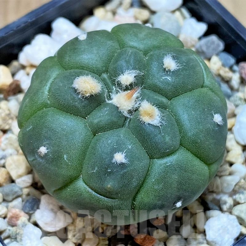 SH2416 Astrophytum asterias 'Kikko'