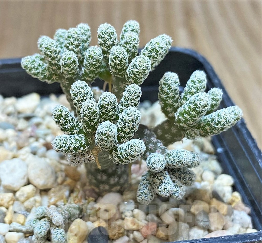 SH2418 Turbinicarpus krainzianus v. minimus
