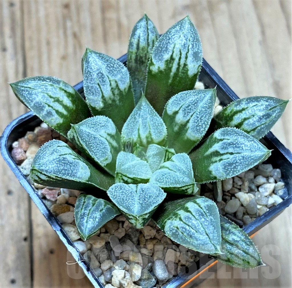 SHPR41388 Haworthia 'Love Heart'