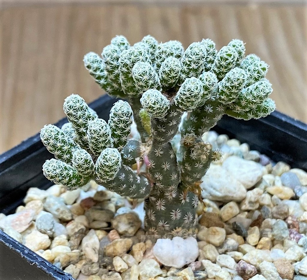 SH2418 Turbinicarpus krainzianus v. minimus - Image 2