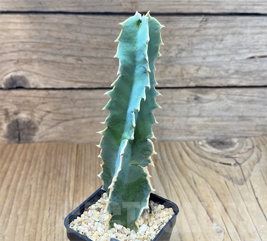 SHPR41435 Caralluma acutangula - Зображення 3