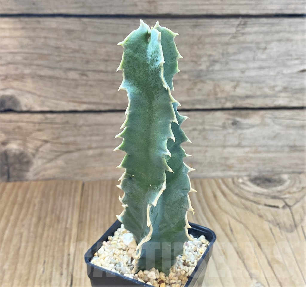 SHPR41435 Caralluma acutangula - Зображення 2