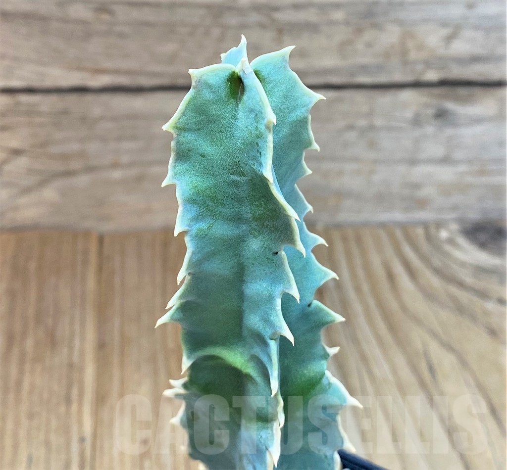 SHPR41435 Caralluma acutangula