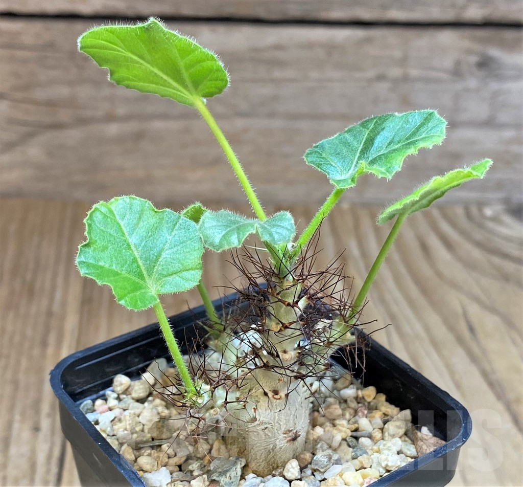 SHPR41436 Jatropha marginata - immagine 2