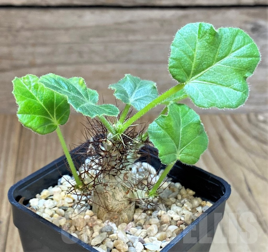 SHPR41436 Jatropha marginata