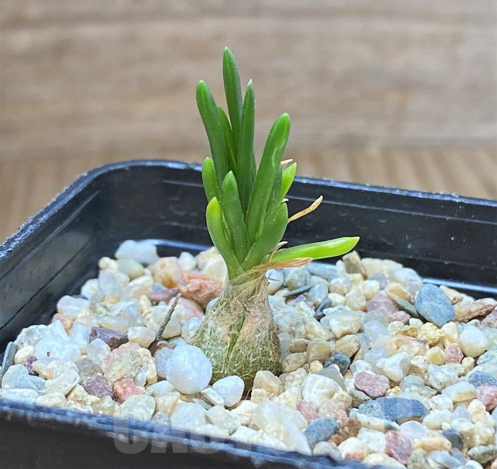 SHPR41437 Ornithogalum lithopsoides