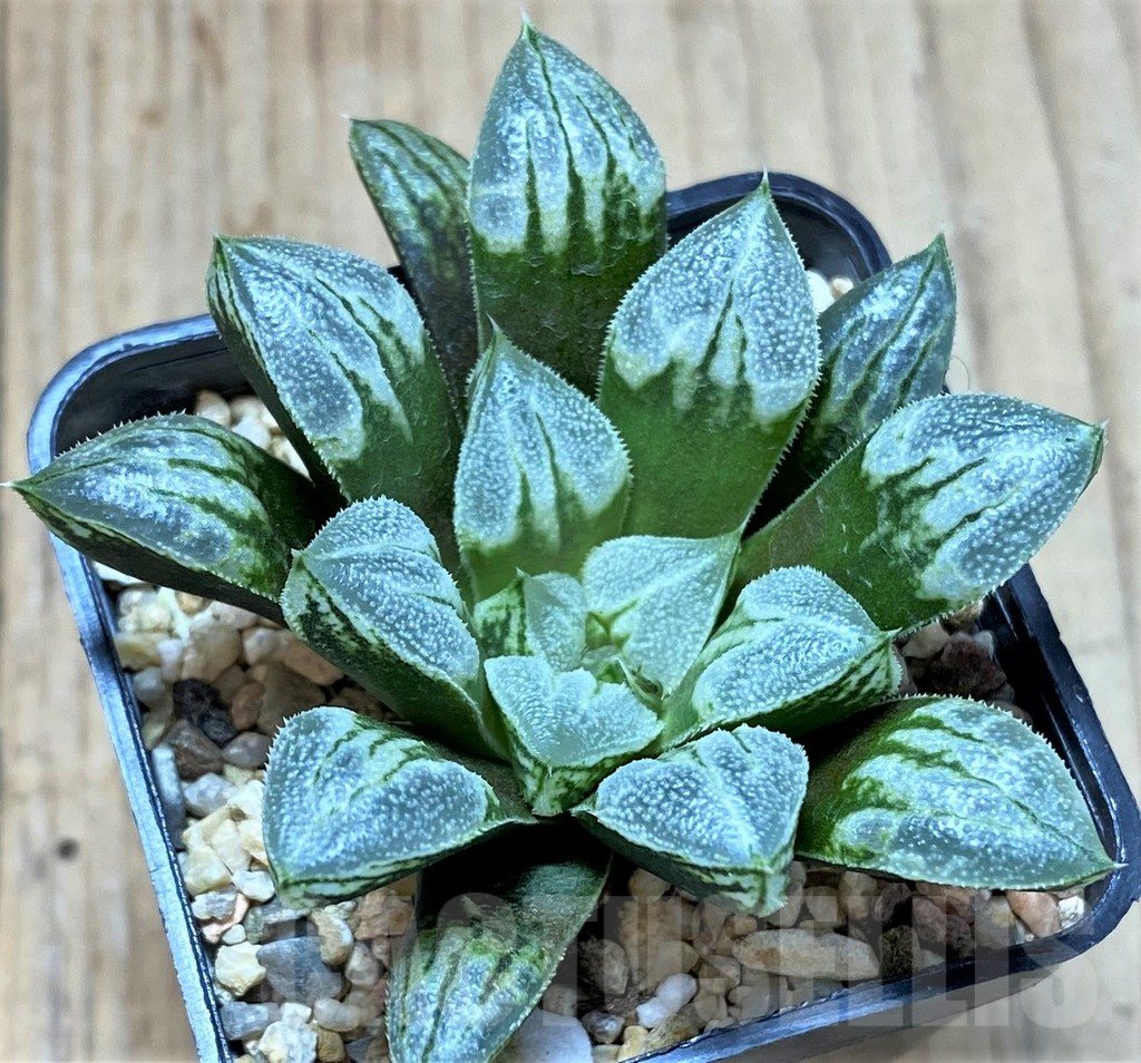 SHPR41388 Haworthia 'Love Heart' - Imagen 2