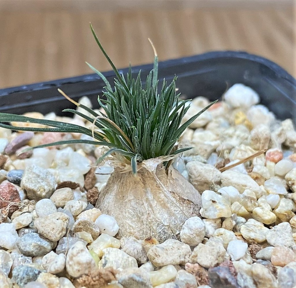 SHPR41438 Ornithogalum sardienii mini form