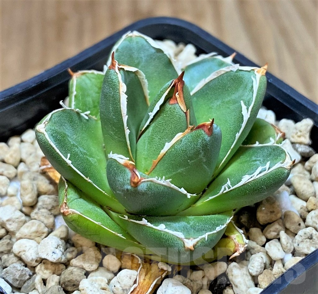 SHPR41439 Agave filifera x victoriae-reginae ‘Compacta’
