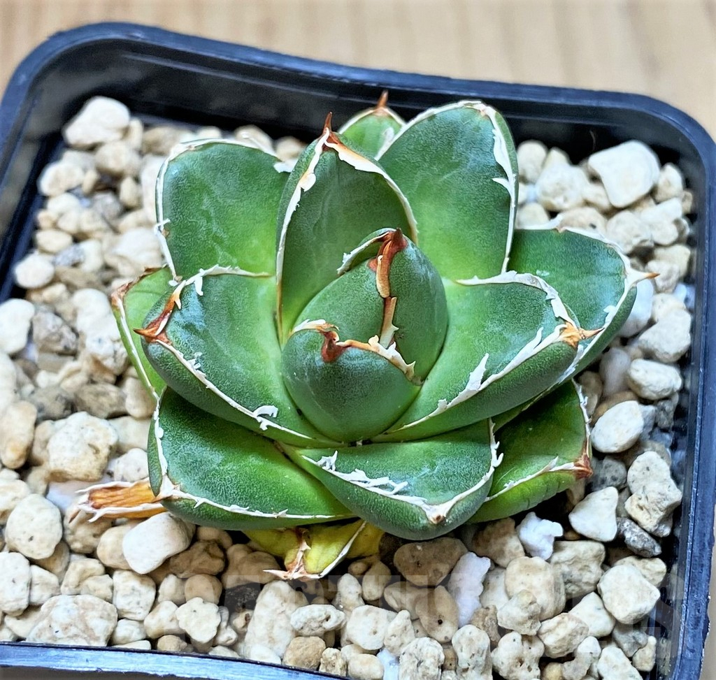 SHPR41439 Agave filifera x victoriae-reginae ‘Compacta’ - Obrázek 2