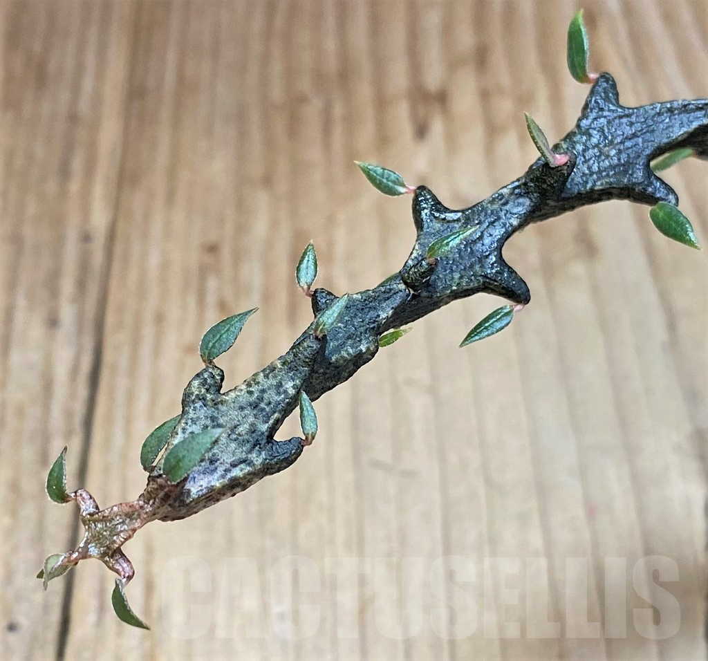 SHPR41440 Ceropegia bosseri