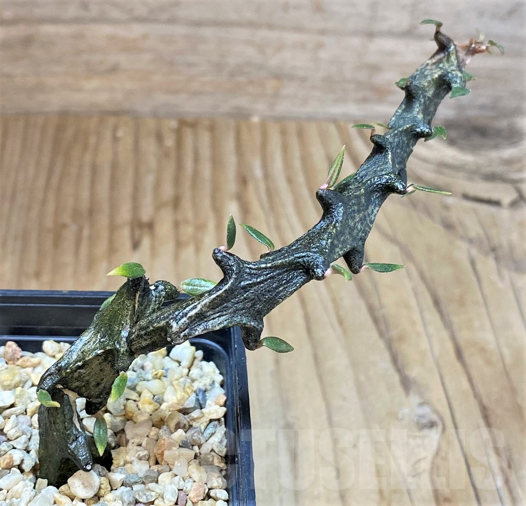 SHPR41440 Ceropegia bosseri - Зображення 2