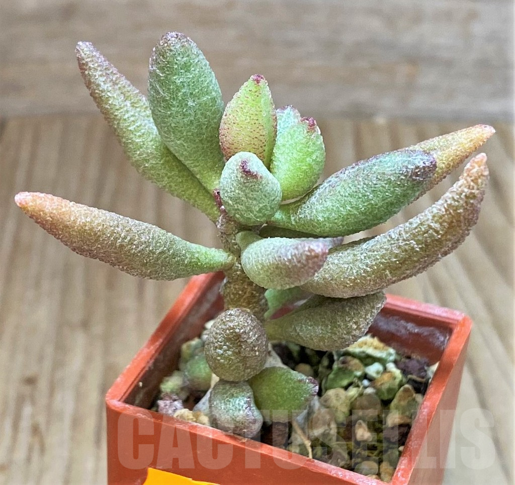 SHPR41441 Adromischus marianiae v. alveolatus - Image 3