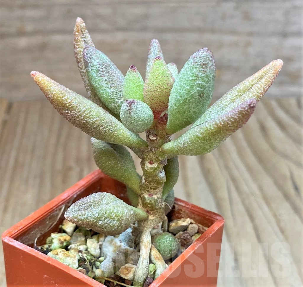 SHPR41441 Adromischus marianiae v. alveolatus - Image 2