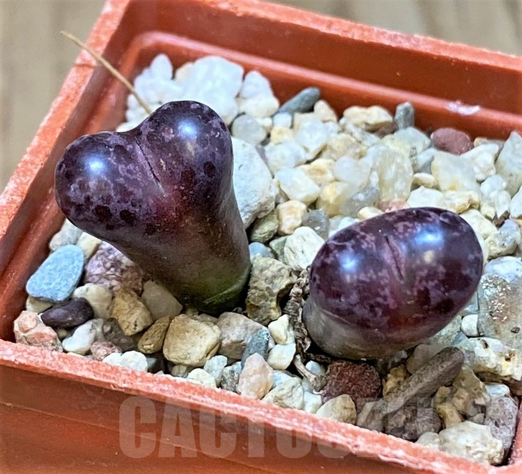 SHPR41442 Conophytum pellucidum 'Makins Plum'